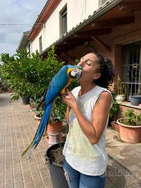 Baby Pappagallo Ara Ararauna