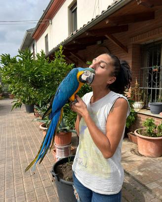 Baby Pappagallo Ara Ararauna