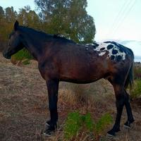 Cavallo appaloosa