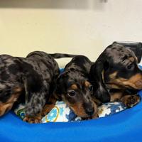 Bassotti ( cuccioli di bassotto 2 mesi)