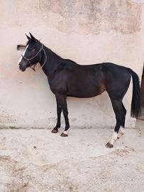 Cavalla Quarab