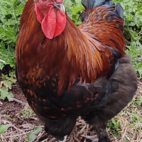 Galline Marans Ameraucana Moroseta Brahma