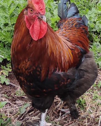 Galline Marans Ameraucana Moroseta Brahma