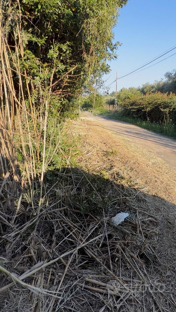 Vendita terreno uliveto palombara sabina (rm) - Vista 2