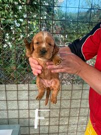 Cocker spaniel