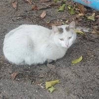 Enea