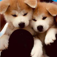 Akita Inu con pedigree enci