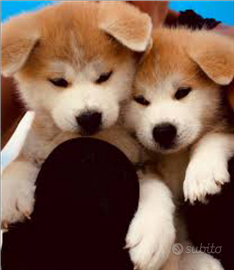 Akita Inu con pedigree enci