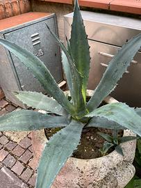 Piante di agave verde