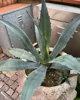 Piante di agave verde