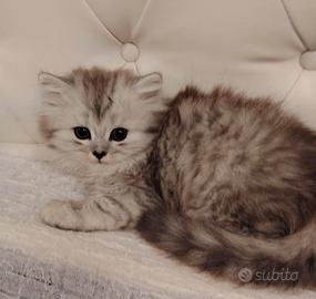 Cuccioli - Scottish Fold e Straight