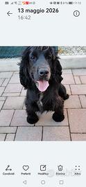 Cocker spaniel