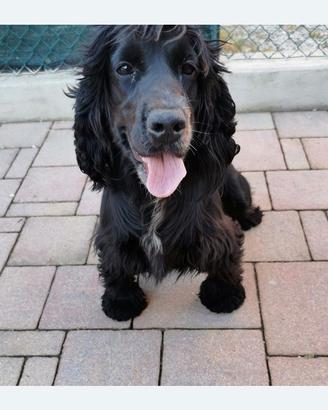 Cocker spaniel