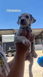 Cuccioli di Dalmata Puri