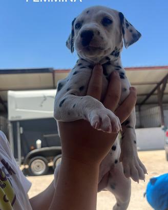 Cuccioli di Dalmata Puri