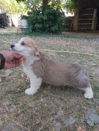 Welsh Corgi Pembroke