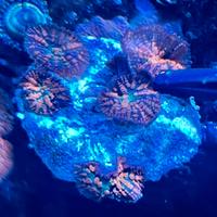 Coralli molli Rhodactis Superman