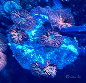 Coralli molli Rhodactis Superman