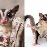 Cuccioli di petauro dello zucchero