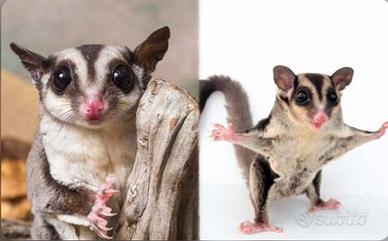 Cuccioli di petauro dello zucchero