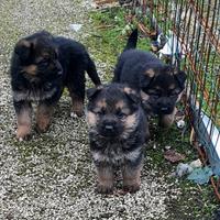 Vendita cuccioli di pastore tedesco