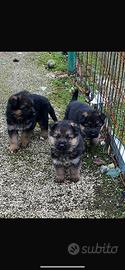 Venduta cuccioli di pastore tedesco