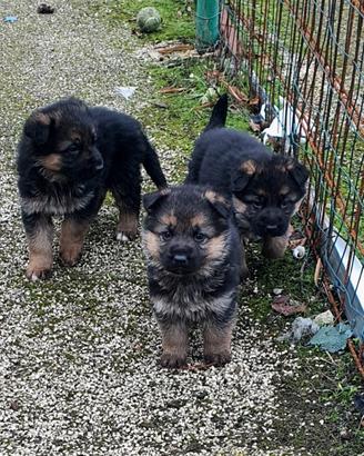 Vendita cuccioli di pastore tedesco