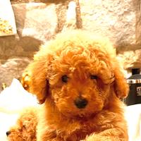 Barboncino nano toy Red maschio