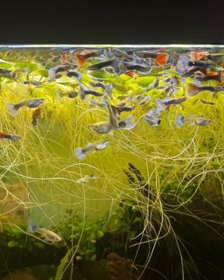 Guppy mosaic