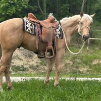 Puledro Quarter Horse 2024