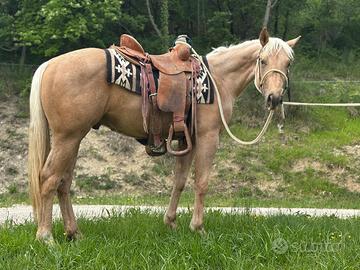 Puledro Quarter Horse 2024