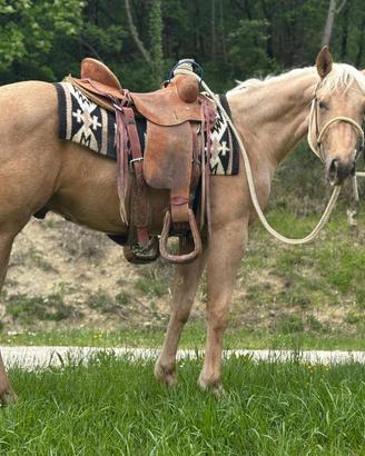 Puledro Quarter Horse 2024