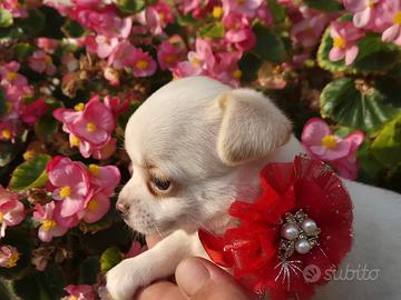 Chihuahua