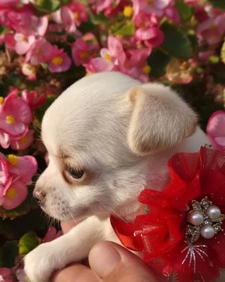 Chihuahua
