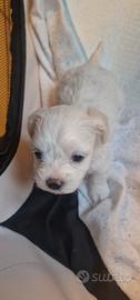 Cuccioli di Maltese