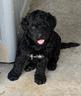 labradoodle
