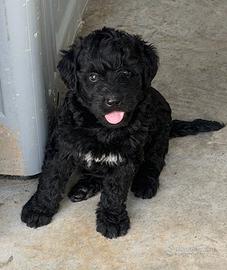 Labradoodle