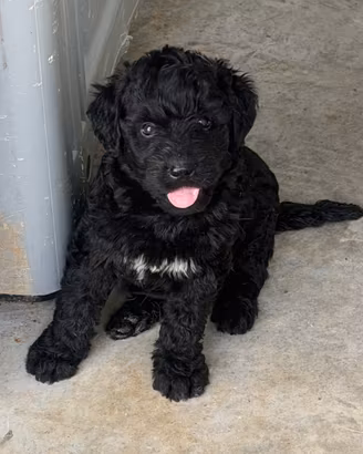 Labradoodle
