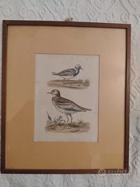 Antiquariato Stampa francese 1800