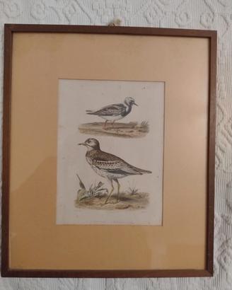Antiquariato Stampa francese 1800