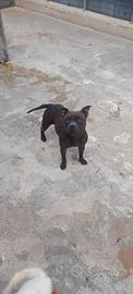 american staffordshire