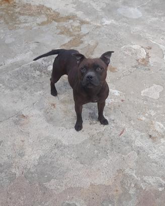american staffordshire