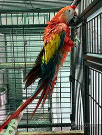 Ara rosso ed altri pappagalli