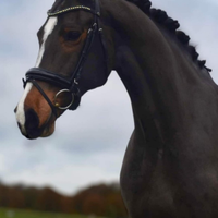 Cavalla da dressage