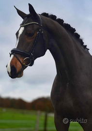 Cavalla da dressage