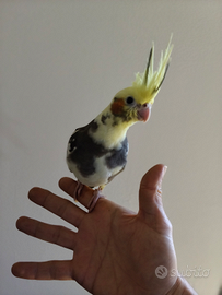 Calopsiti allevati a mano