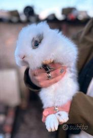 Conigli da compagnia