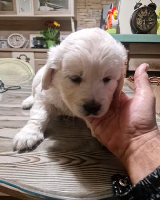 Golden retriever con pedigree