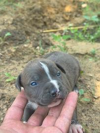 Cuccioli Amstaff