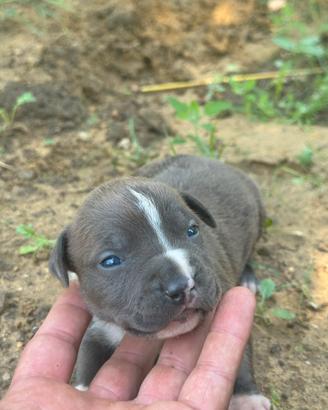 Cuccioli Amstaff